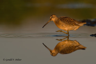 Short - billed Dowitcher