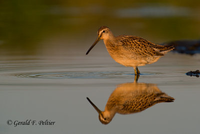 Short - billed Dowitcher