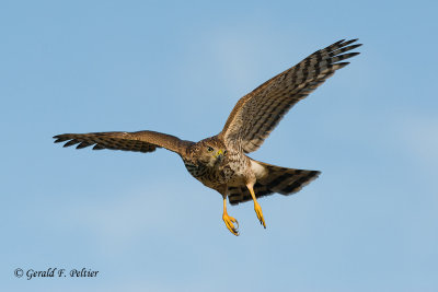 Cooper's Hawk    ( juvenile )