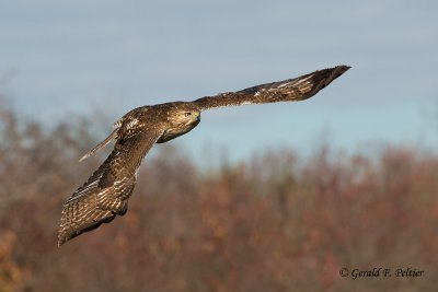 Red - tailed Hawk   ( juvenile )