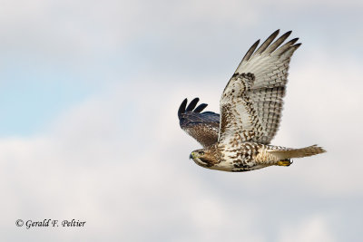Red - tailed Hawk   