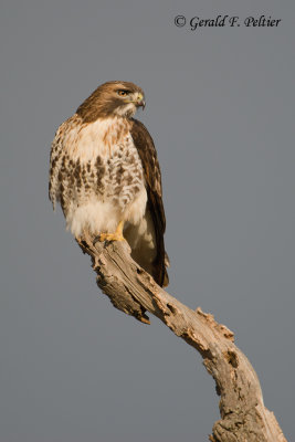 Red - tailed Hawk   