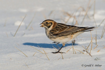 Lapland Longspur