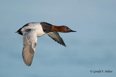 Canvasback