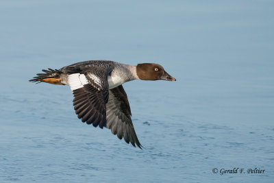 Common Goldeneye  (f)