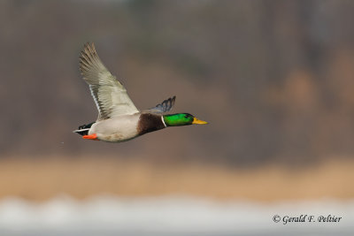 Mallard