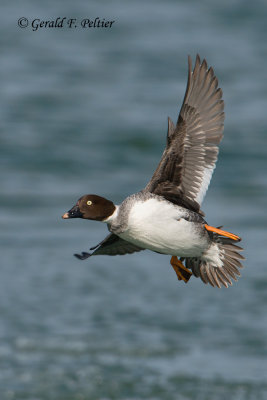 Common Goldeneye  (f)