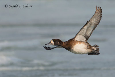 Greater Scaup (f)