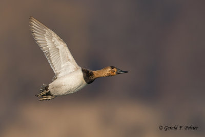 Canvasback (f)