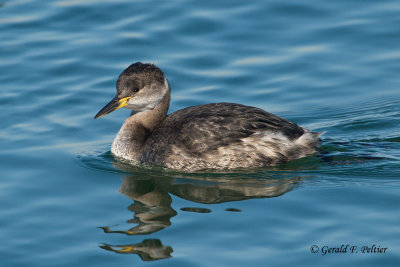 Red - necked Grebe