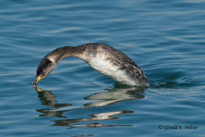 Red - necked Grebe