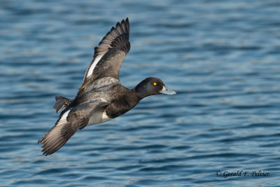 Lesser Scaup