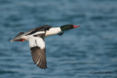Common Merganser 