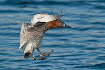 Canvasback