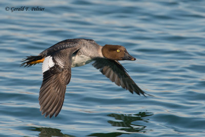 Common Goldeneye  (f)