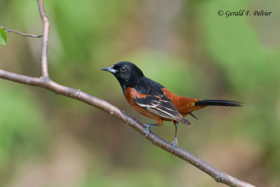  Orchard Oriole