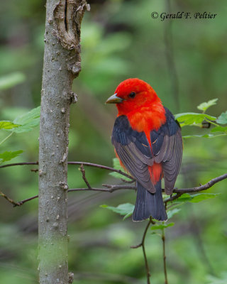 Scarlet Tanager