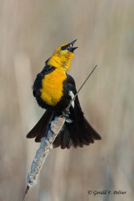 Yellow - headed Blackbird