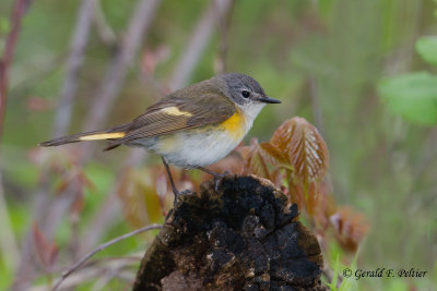 American Redstart (f)