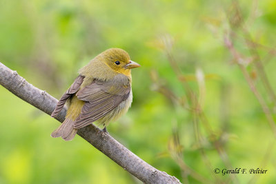 Summer Tanager (f)