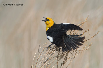 Yellow - headed Blackbird