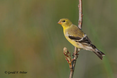 American Goldfinch (f)