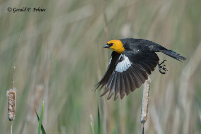 Yellow - headed Blackbird