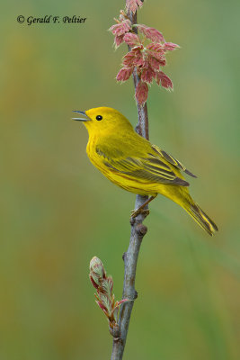 Yellow Warbler
