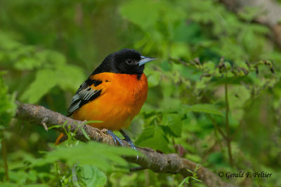Baltimore Oriole 