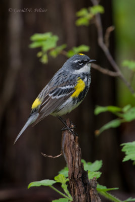 Yellow - rumped Warbler