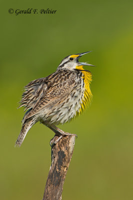 Eastern Meadowlark