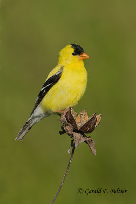 American Goldfinch