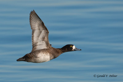 Greater Scaup (f)
