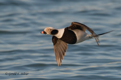 Long - tailed Duck  