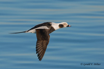 Long - tailed Duck  