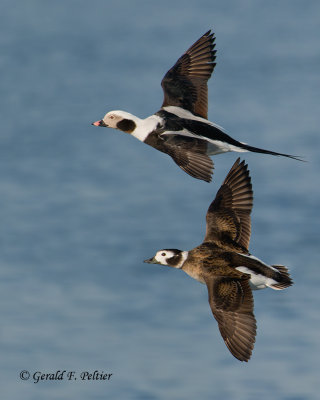 Long - tailed Ducks  