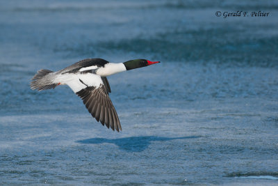 Common Merganser 