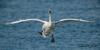  Swans & Geese 
