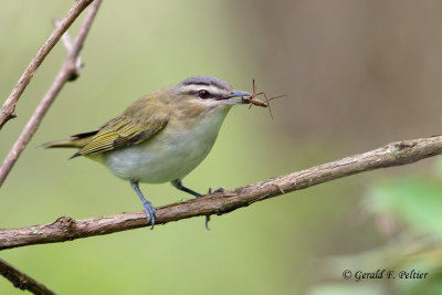 Red-eyed Vireo