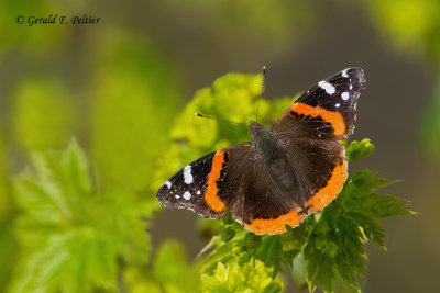 Red Admiral