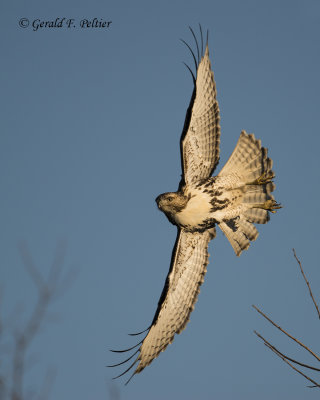 Red - tailed Hawk 