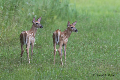 Deer fawn's