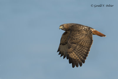 Red - tailed Hawk