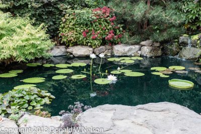 Water_Garden