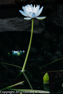 Water_Garden
