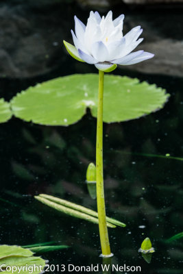 Water_Garden