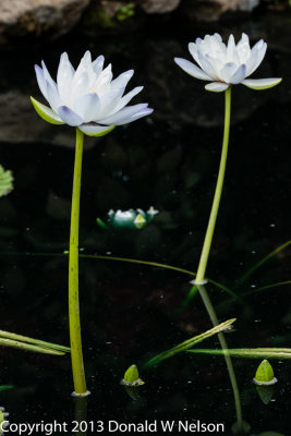 Water_Garden
