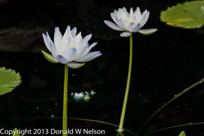 Water_Garden