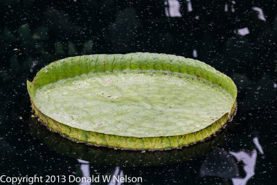 Water_Garden