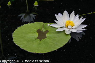 Water_Garden